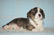 DSC_05 boy3.tigr.svet